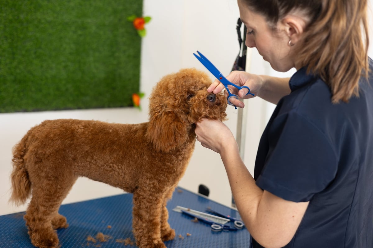 Professional groomer carefully trimming poodle facial hair with precision scissors during salon styling session