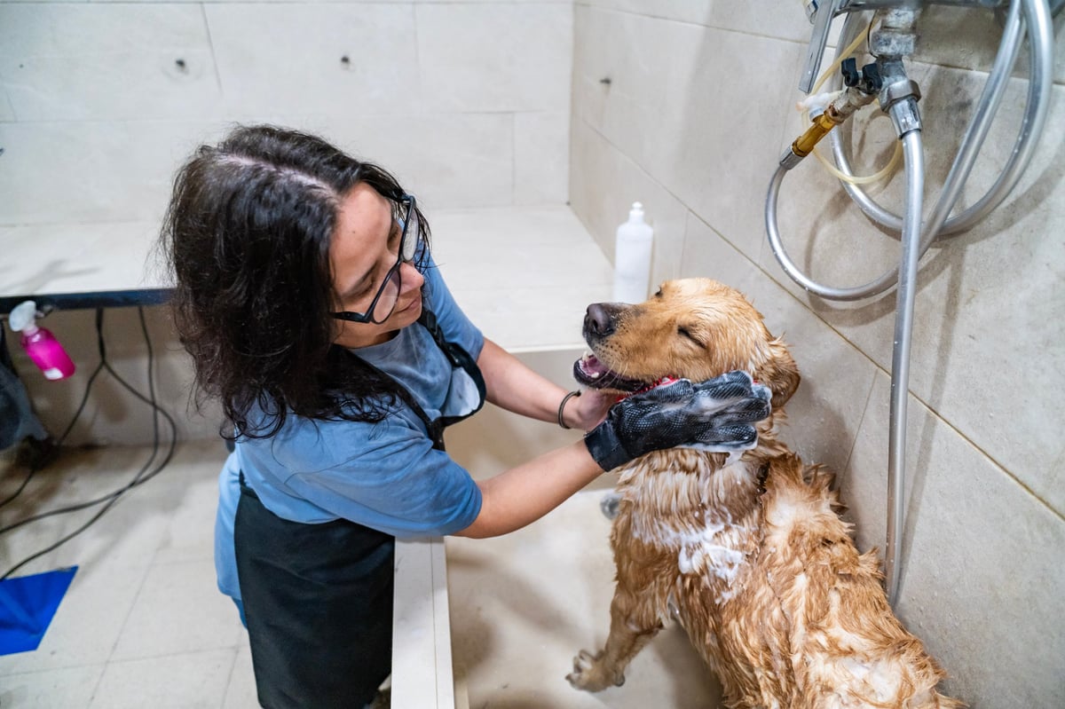 Pet groomer washing a happy golden retriever dog in a professional grooming salon